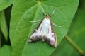 20240725boxwoodmothmt.jpg