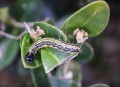 box-caterpillars-are-wreaking-havoc-in-english-hedgerows.jpg