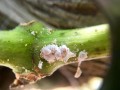 2-2-2-vine-mealybug-courtesy-stephanie-bolton-lodi-wine-grape-commission-1.jpg