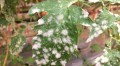 identifying-powdery-mildew-in-tomatoes.jpeg