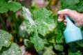 treating-powdery-mildew-plant-ac36e077ba4a4f6184824bd68483489c.jpg