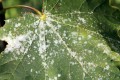 bigstock-powdery-mildew-on-norway-maple.jpg
