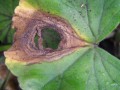 gray-mold-leaf-spot.jpg