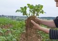 seed-potatoes-plants.jpg