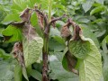 late-blight-potato-plant.jpg