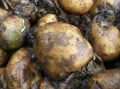 late_blight_tuber_infection.png