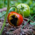 prevent-tomato-blight-secrets.jpg