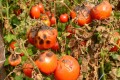 late-blight-tomatoes.jpg