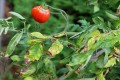 tomato-late-blight-7486752-56eb26a9850e426aa8baae2598080b0b.jpg