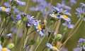 bees-meadow6.jpg