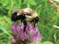 09734-scicon3-bumblebee.jpg