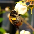 common-carder-blueberry-plant-1024x1024.jpg