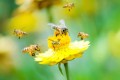 bee-on-yellow-flower.jpg