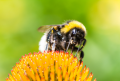 how-to-get-rid-of-bumblebees-e1642528616296.png
