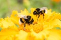 200127163154-bumble-bee-flower-stock.jpg