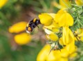 gm-2d315526-520b-49c4-9b44-7aa1048ec540-buff-tailed-bumblebee.jpg