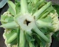 brassica-oleracea-boron-deficiency-b.jpg