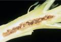 broccoliboron.jpg