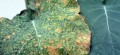 boron-for-plants.jpg