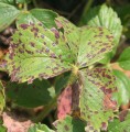 boron-deficiency-f.jpg