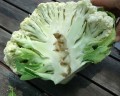 boron-deficient-cauliflower-brassica-oleracea-hollow-stem.jpg