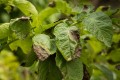 potato-diseases.jpg
