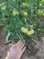 a-little-help-please-what-causes-the-wrinkling-of-leaves-on-v0-fo21p3myo2b91.jpg