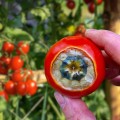 blossom-end-rot-tomatoes.jpg