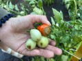 is-this-a-calcium-issue-my-other-tomato-plants-are-doing-v0-ia98rd3fjbgb1.jpg