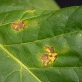 copper_deficiency_on_plant_leaf.jpeg