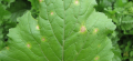 copper-in-plants.png