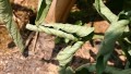 tm-nov19-diseases-leaf-curl-lead.jpg