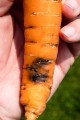 alternaria-on-a-carrot-root.jpg