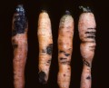 carrotrhizoctonia_small.fg_.jpg