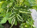curling-tomato-leaves-scaled.jpg