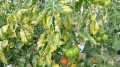 yellowing-tomato-leaves.jpg