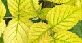uk_advice-pests-diseases-iron-deficiency_main.jpg
