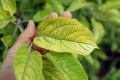 iron-deficiency-780x520.jpg
