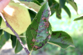necrotic_leaf_blotch1-wwt-a.png