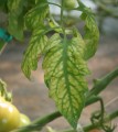 11_magnesium_deficiency_greenhouse_tomato.jpg