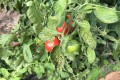 w-02039-02-monitoring-correcting-magnesium-deficiency-high-tunnels.jpg