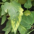 mg_deficiency_in_tomato.jpg