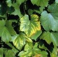 magnesium-deficiency-vine-nigel-cattlin.jpg