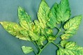 chlorosis-magnesium-deficiency-tomato.jpg