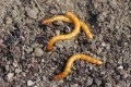 sirn-wireworms-2-1300x867.jpg