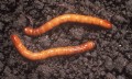 w-01397-01-wireworms-click-beetle-insect.jpg