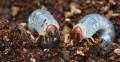 two_grubs_in_close_up.jpg