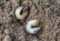 0907_grub.jpg