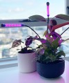 full-spectrum-led-grow-lights_eco-apartment-gardens_1.jpg