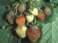 botrytis-cinerea-symptome_2054_0.jpg